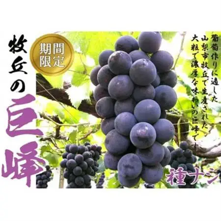 2026年8月下旬より順次発送巨峰の丘巨峰のプロがお届けする巨峰(種なし)2房(1kg以上)【配送不可地域：離島】【1362911】
