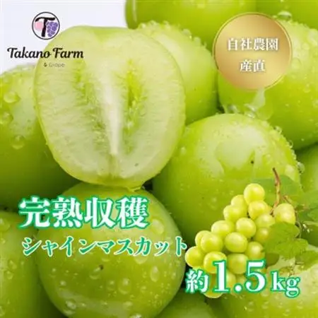 【2026年発送】シャインマスカット 約1.5kg 山梨市の自社農園産直!完熟収穫!【数量限定】【配送不可地域：離島】【1371863】