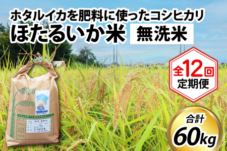 ほたるいか米　コシヒカリ 無洗米５kg×12回 計60kg【12ヶ月定期便】米 定期便 [K-021001]