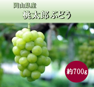 岡山県 勝央町産 桃太郎ぶどう (瀬戸ジャイアンツ) 約700g(1房) ＜10月発送＞ _A6