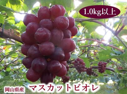 岡山県産 マスカットビオレ 1.0kg以上 ＜10月中旬から11月中旬発送＞ _A13