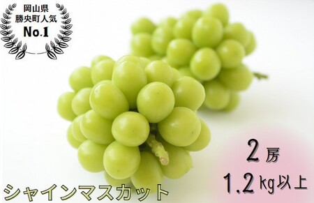 岡山県産 シャインマスカット 1.2kg以上(2房) ＜9月中旬から10月中旬発送＞ _A11