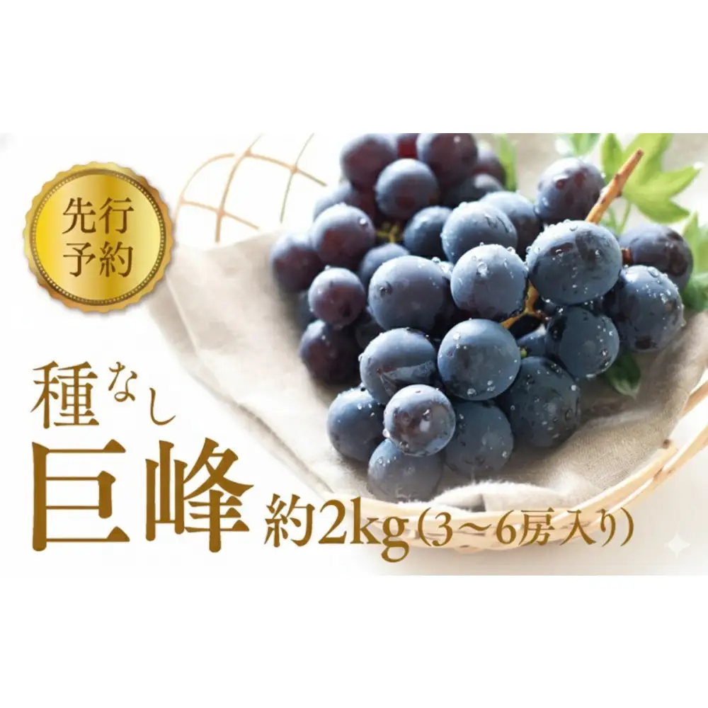 2026年産 ぶどう  種なし 巨峰 約 2kg 箱3～6房入り 巨峰種無し フルーツ 果物 旬 ブドウ 葡萄 おやつ 信州 長野県 長野市 2026年 秋発送 長野県長野市 | 巨峰種無し フルーツ 果物 旬 ブドウ 葡萄 信州 長野県 長野市 2026年 秋発送 長野県長野市 ぶどう 種なし フルーツ 人気 おすすめ   送料無料  長野県 長野市 信州 信濃 ふるさと納税