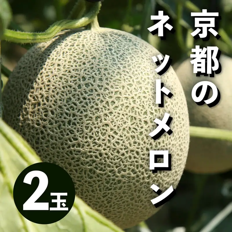 メロン／果物【先行予約／数量限定50】アールスメロン（ネットメロン） 2玉（2026年7月上旬～発送）メロン・果物・フルーツ