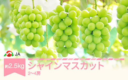 【先行予約】ぶどう ブドウ シャインマスカット 令和8年産 2026年産 約2.5kg 2~4房 果物 ja-busmx25 ※沖縄・離島への配送不可