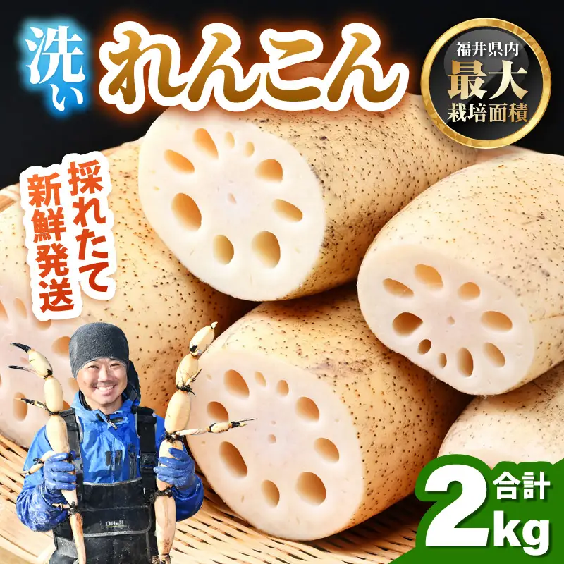【先行予約】洗いれんこん2kg《発送直前に収穫してお届け！》 シャキっとした歯触り！ ／ 有機肥料 低農薬 蓮根 レンコン 野菜 根菜 正月【2026年11月中旬以降順次発送予定】 [aw056-a012]