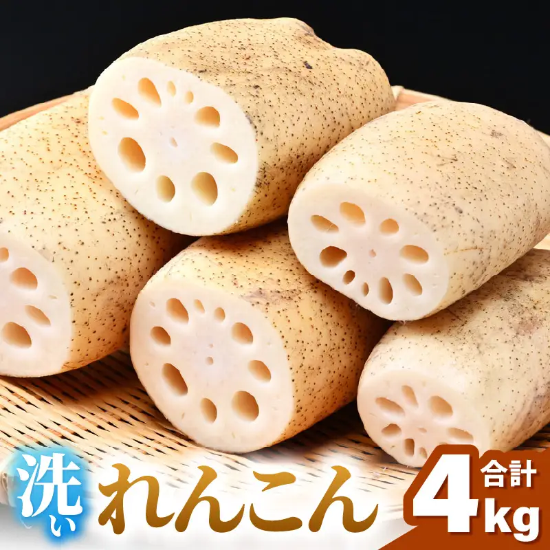 【先行予約】洗いれんこん 4kg《発送直前に収穫してお届け！》シャキっとした歯触り！／ 有機肥料低農薬 蓮根 レンコン 野菜 根菜 正月【2026年11月中旬以降順次発送予定】 [aw056-a013]