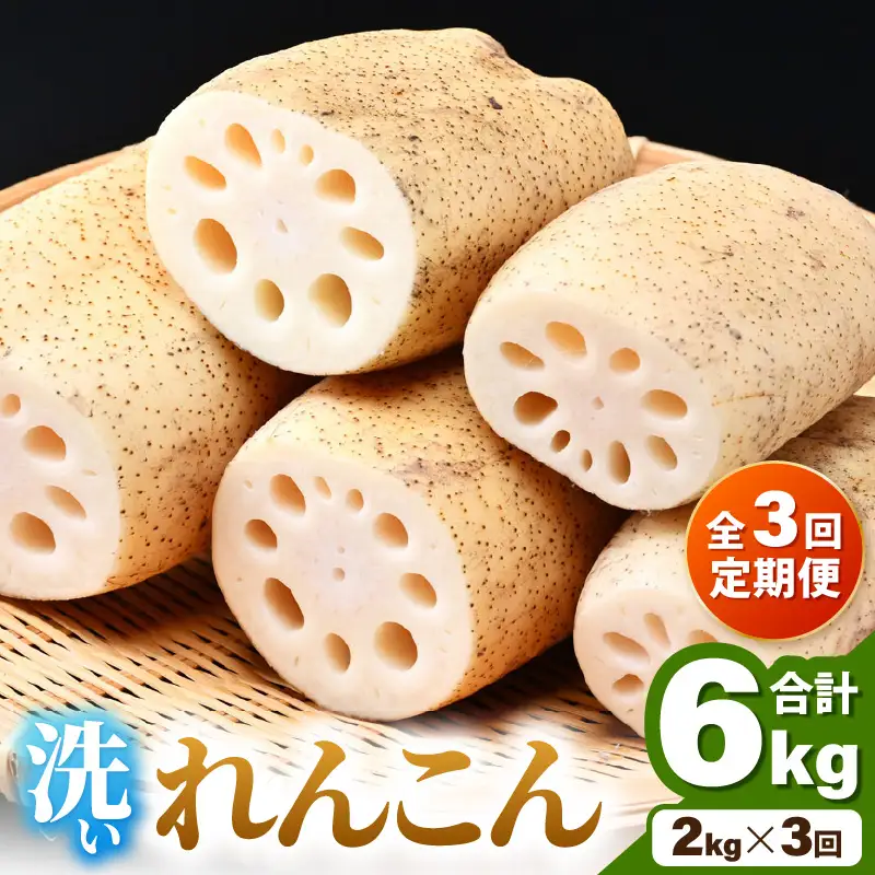 【先行予約】＜定期便3回＞洗いれんこん 2kg《発送直前に収穫してお届け！》シャキっとした歯触り！／有機肥料 低農薬 蓮根 レンコン 野菜 根菜 正月【2026年11月中旬以降順次発送予定】 [aw056-b001]