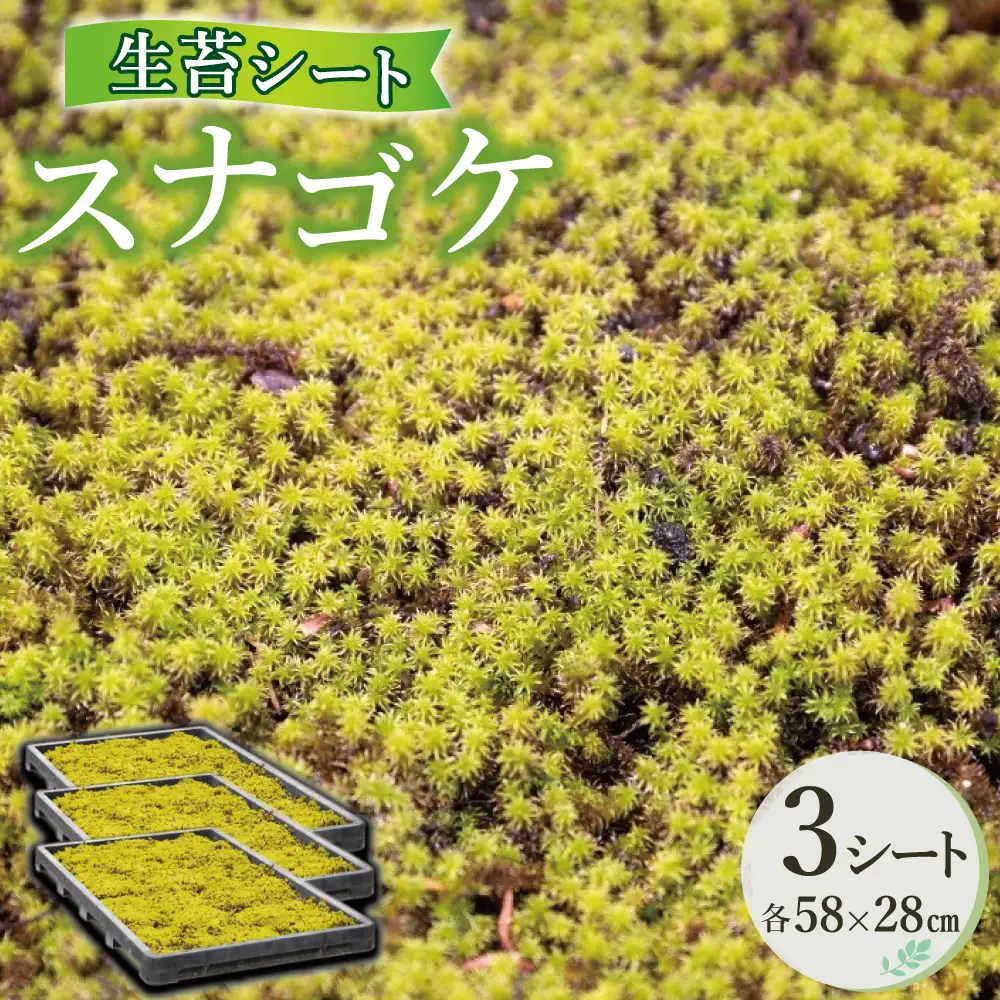 スナゴケ生苔3シート1セット【北海道・沖縄・離島　配送不可】