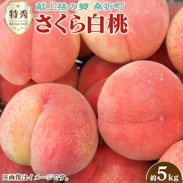 もも【さくら白桃・2026年産】特秀　5kg　桑折町産　JAふくしま未来　桃 ／ モモ 果物 くだもの フルーツ 甘味 果汁 ジューシー 桑折 こおり こおりまち 福島県 特産品 ／ もも モモ 果物 フルーツ 旬 甘い 甘み ジューシー 果肉 果汁 新鮮 フレッシュ デザート おいしい 産地直送 桑折 こおり こおりまち 福島県 特産品 No.175