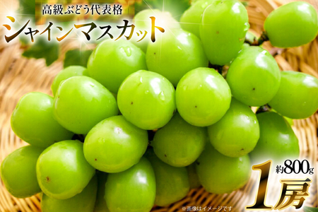 【期間限定発送】 シャインマスカット 1房 約800g [治右衛門果樹園 山形県 高畠町 tk06ays830002]