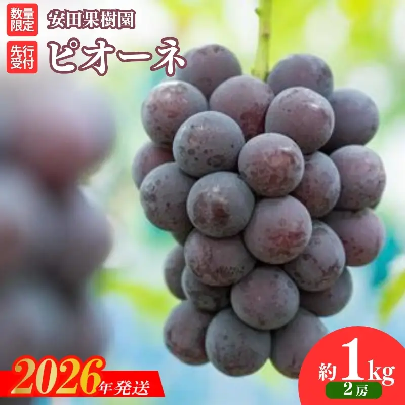 No.2610ぶどう　ピオーネ 約1kg【2026年発送】