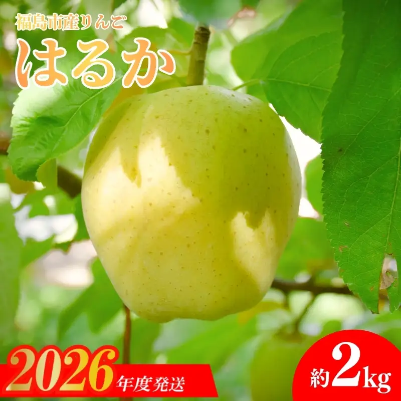 No.2615 りんご「はるか」約2kg【2026年度発送】