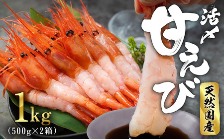 【福井県産】鮮度抜群の大きい甘エビ1kg小分け（総重量1.2kg） ※無添加 天然 甘えび真空パック済 