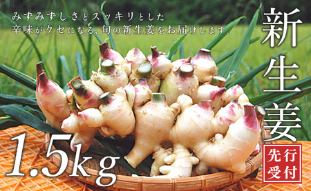 新生姜 1.5kg前後 しょうが 生姜 期間限定 旬野菜 薬味 穫れたて 産地直送 ジンジャー 新鮮