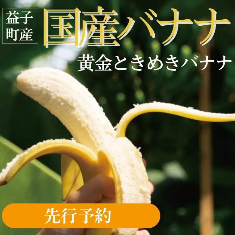 【先行予約】黄金ときめきバナナ1kg以上（CA001）