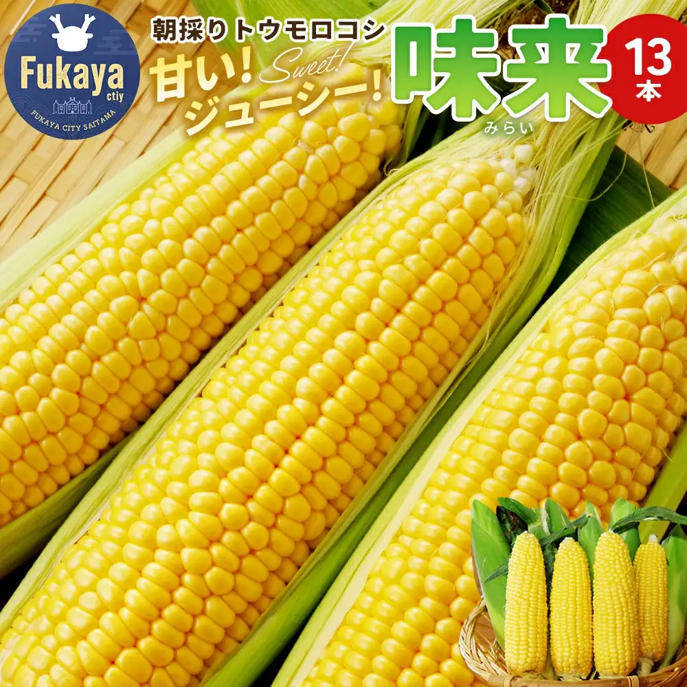 数量限定！JAふかや　朝採りとうもろこし「味来」　13本入り　【11218-0457】