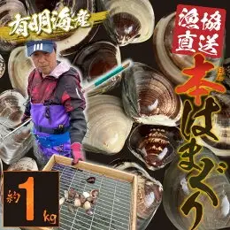 網田漁業協同組合 本ハマグリ 約1ｋｇ _U46-0025