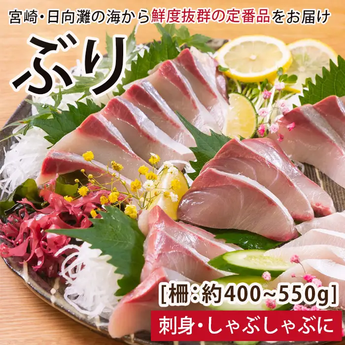 【北海道・離島配送不可】日向灘ぶりのお刺身(約400～550g)魚介 魚 旬 海鮮 ブリ 鰤 ぶり柵 刺身 しゃぶしゃぶ 冷蔵 宮崎県 門川町【UZ-03】【請関水産】