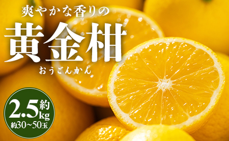 【先行受付】黄金柑 2.5kg 黄金柑 柑橘 ms-0044