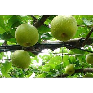 二十世紀梨 5kg箱 (約12~18玉)