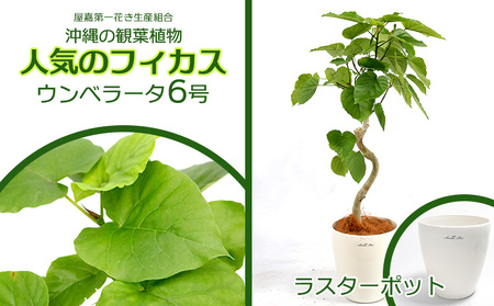 沖縄の観葉植物 フィカス ウンベラータ6号 ラスターポット 観葉植物