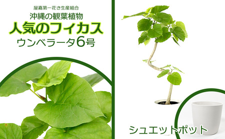 沖縄の観葉植物 フィカス ウンベラータ6号 シュエット鉢ポット 観葉植物