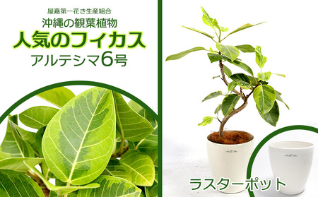 沖縄の観葉植物 フィカス アルテシマ6号 ラスターポット 観葉植物
