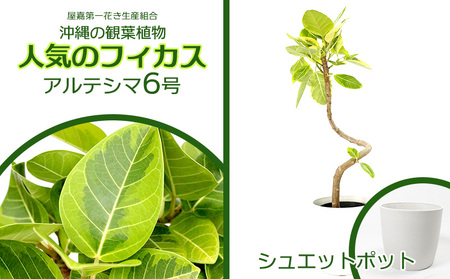 沖縄の観葉植物 フィカス アルテシマ6号 シュエット鉢ポット 観葉植物