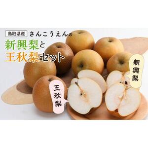 新興梨・王秋梨詰め合わせ 5kg箱 (玉数は合わせて約6～12玉)