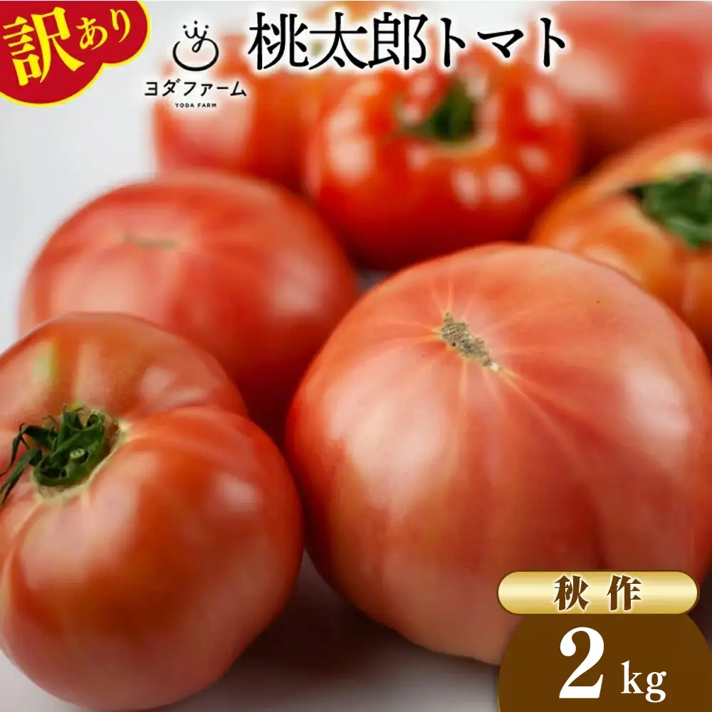 【2026年発送】 秋作 訳あり 桃太郎トマト 2kg [ヨダファーム 山梨県 中央市 21470979] 規格外 家庭用 不揃い トマト とまと 野菜 やさい 2キロ 季節限定 期間限定 産地直送 山梨県産 訳アリ tomato 【2026年10月下旬-12月下旬発送予定】