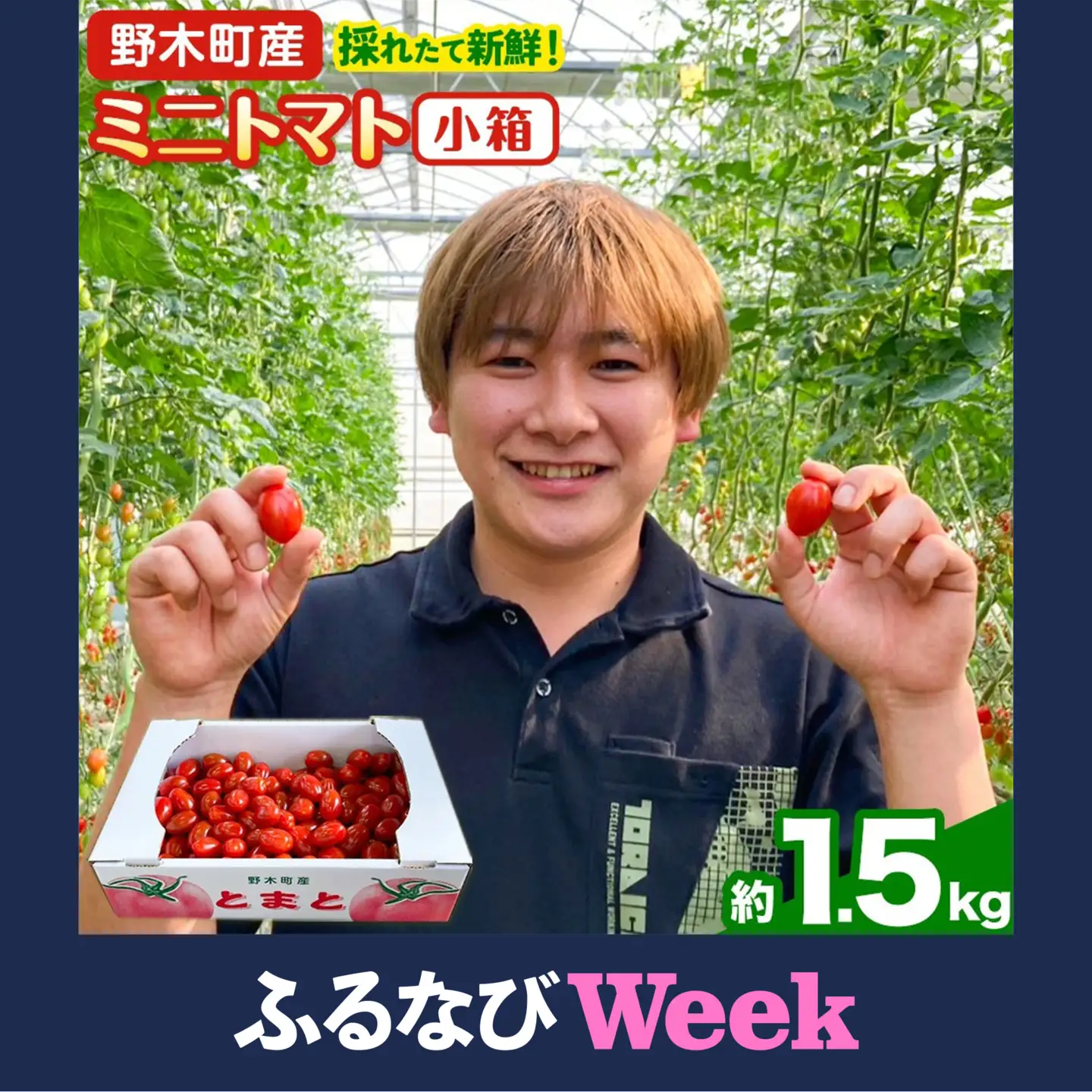 【ふるなびWEEK対象】ミニトマト1.5kg小箱《10月上旬-6月下旬頃出荷》トマト野菜