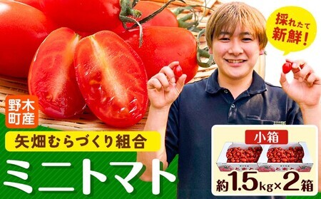 ミニトマト1.5kg×2箱《10月上旬-6月下旬頃出荷》トマト野菜