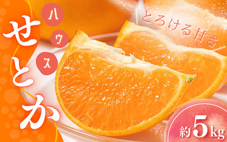 【先行予約】橋本農園のハウスせとか 5kg 玉数・サイズおまかせ【mht001A】