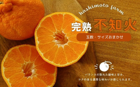 【先行予約】橋本農園の 完熟不知火 5kg 玉数・サイズおまかせ【2027年2月中旬～3月中旬までに順次発送】 / 不知火 デコポン みかん フルーツ 果物 くだもの【mht003A】