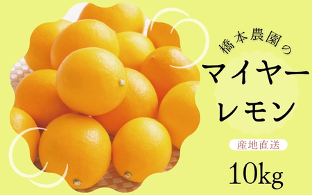 レモン マイヤーレモン 檸檬 三重県 【先行予約】橋本農園のマイヤーレモン 10kg【2026年12月中旬から2027年1月中旬までに順次発送】【mht007】