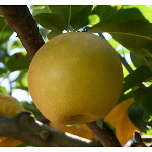 新甘泉 3kg【やぶやフルーツガーデン】