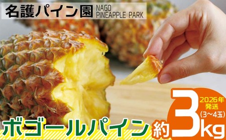 パイン 2026年発送【名護パイン園】ボゴールパイン約3kg（3～4玉） パイン