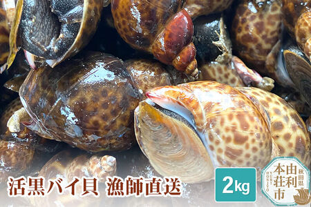 《一部地域限定配送》由利本荘市産 活黒バイ貝 2kg