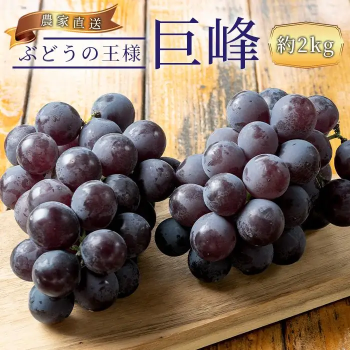 ぶどうの王様 農家直送 朝採り 濃厚 巨峰 約2kg［2026年・先行予約］巨峰