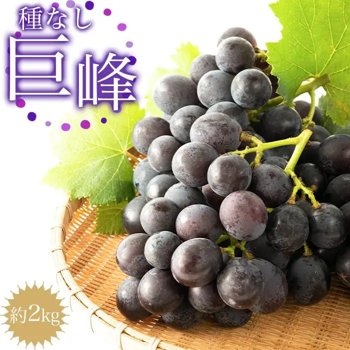 種なし巨峰 約２kg 巨峰 先行予約