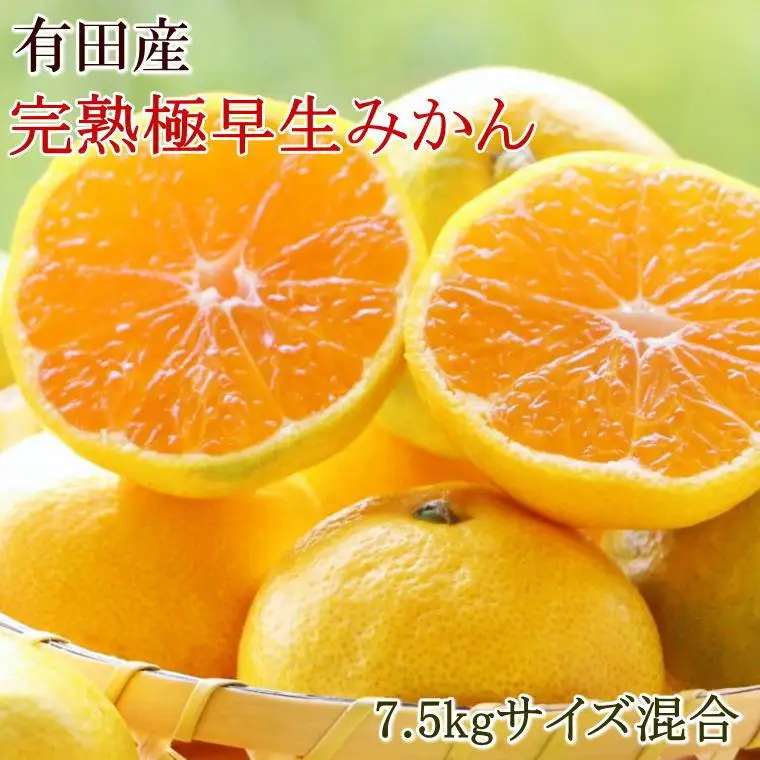 ［厳選］紀州有田の完熟極早生みかん約7.5kg(サイズ混合)★2026年10月下旬頃より順次発送