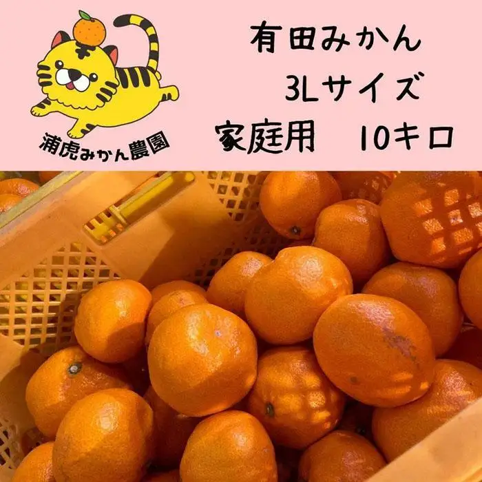 12/25までにご入金確認分は年内発送確定！温州みかん 家庭用 箱込み10kg ( 3Lサイズ以上 ) 大きいミカンが好きな人におすすめ