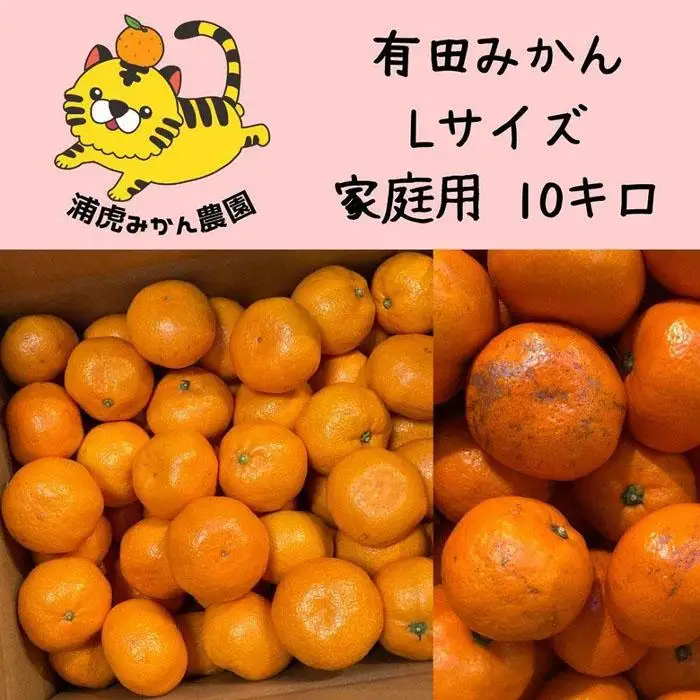 12/25までにご入金確認分は年内発送確定！訳あり温州みかん 家庭用 箱込み 10kg (Lサイズ指定)