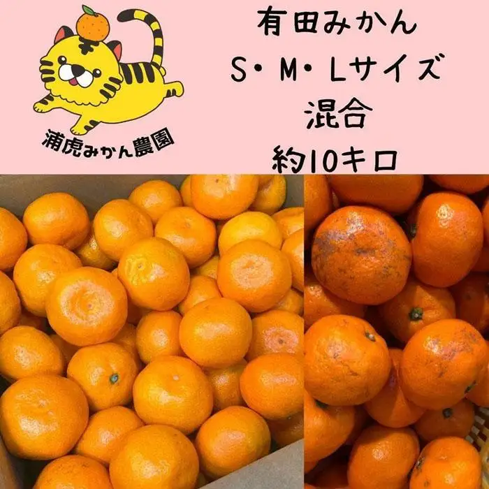 12/25までにご入金確認分は年内発送確定！訳あり温州みかん 家庭用 箱込み 10kg (SMLサイズ混合)