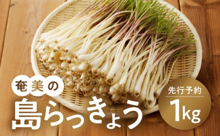 【 2026年先行予約 】奄美 の 島らっきょう 1kg A139-002 らっきょう 先行予約 先行受付 先行 予約 おつまみ 天ぷら 奄美産 野菜 POKAPUKA ふるさと納税 奄美市 おすすめ ランキング プレゼント ギフト