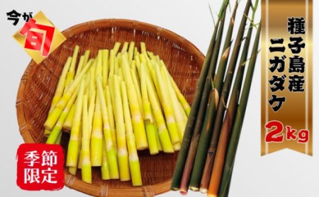 【 5月～6月 先行予約 】 種子島 産 ニガダケ 2kg　NFN029【375pt】 