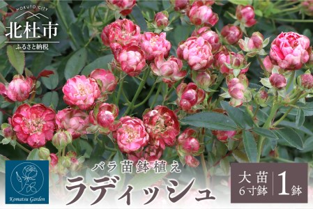 バラ苗鉢植え「ラディッシュ」 [h190]