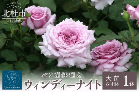 バラ苗鉢植え「ウィンディー ナイト」 [h190]