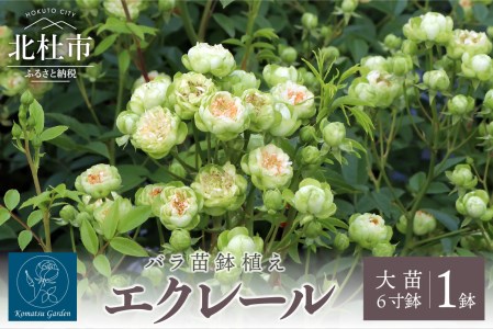 バラ苗鉢植え「エクレール」 [h190]